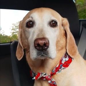 Meet your Posher, LPAR! 🎉💗